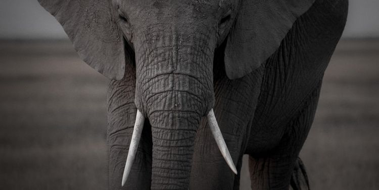 Turning the Tide Against Poaching: Lessons from Tanzania