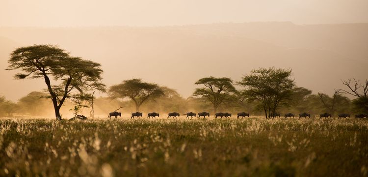 Corpus Postgraduates: Resilience to drought in East Africa