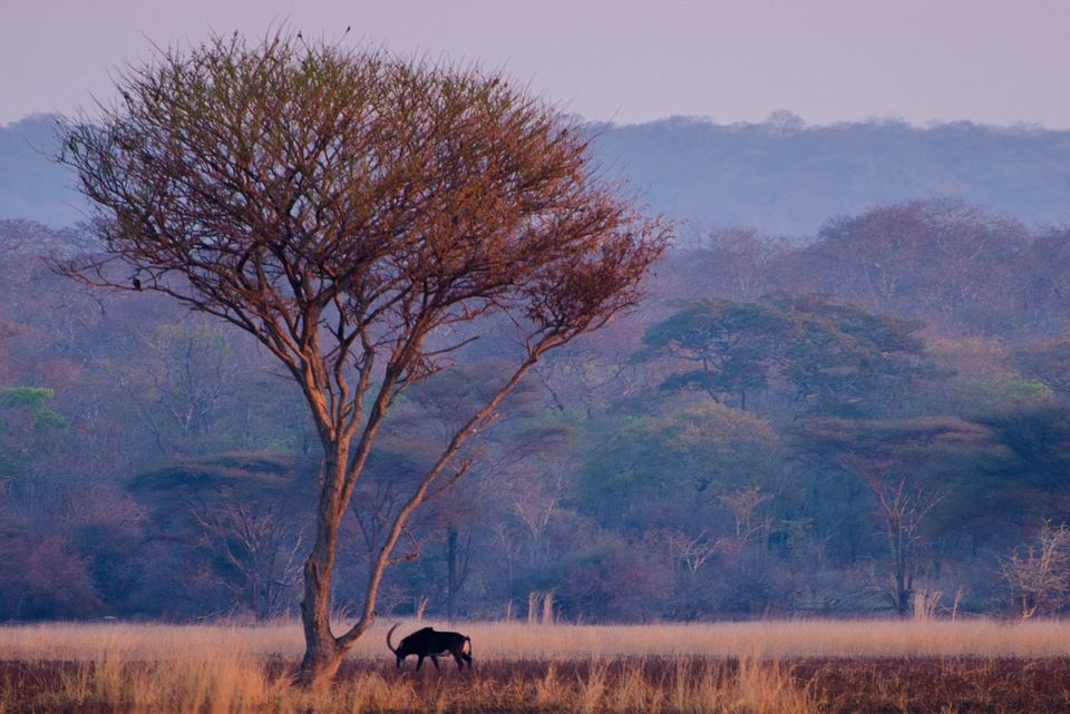 Compromise and collaboration - my experience writing our paper on "Conserving Africa’s wildlife and wildlands through the COVID-19 crisis and beyond"